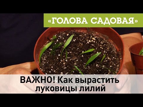 Видео: Голова садовая - ВАЖНО! Как вырастить  луковицы лилий