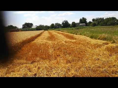 Видео: Убираем пшеницу. Сампо500