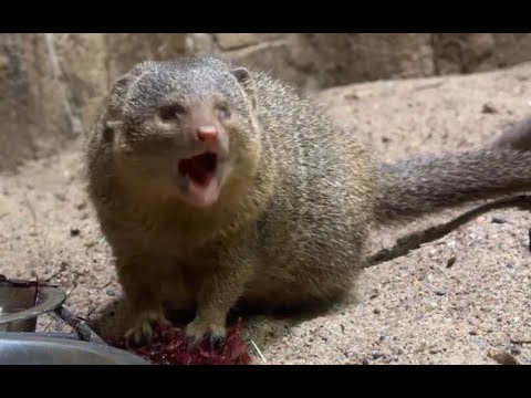 Видео: Тюрьма для животных? Сокращенная версия.