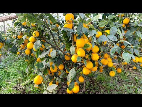 Видео: лимон хакида малумот долзарб ва кишки озукалар курсатаман амалда 🍋🫶