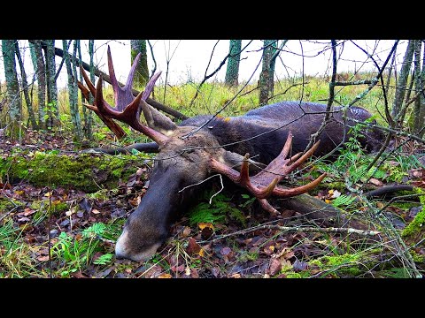 Видео: Опять лось вышел на меня, а как же команда? Охота на лося загоном. MOOSE Hunting