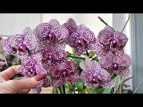 Видео: Два "ЧОКНУТЫХ" Диких кота. Влаголюбы ДААА, но в этих посадках ТЕРЯЮТ КОРНИ.