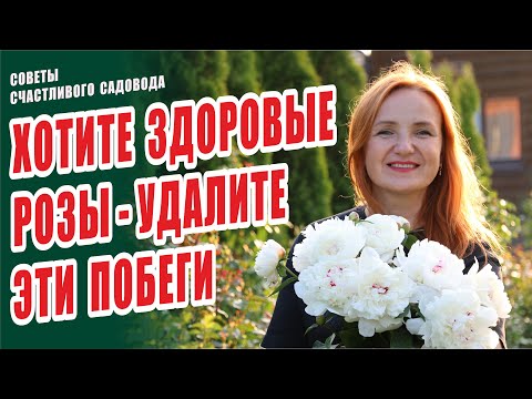 Видео: ХОТИТЕ ЗДОРОВЫЕ РОЗЫ - УДАЛИТЕ ЭТИ ПОБЕГИ. СЛЕПЫЕ, НЕРАЗВИТЫЕ, СЛЕПЫЕ НЕРАЗВИТЫЕ ПОБЕГИ. РОЗЫ В САДУ