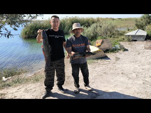 Видео: Рыбалка с Ойбеком Зухуровым в Кокдарье озеро Ашшыкуль - Август 2024#каракалпакстан #арал #рыбалка