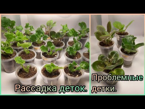 Видео: Отсадка и рассадка деток фиалок. Проблемные детки.