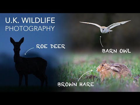 Видео: Заяц-русак, косуля и сипухи! — Видеоблог о фотографии дикой природы