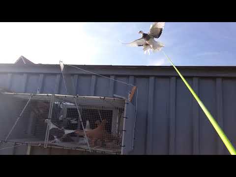 Видео: Дисциплина, тренировка и терпение. 19.08.2022