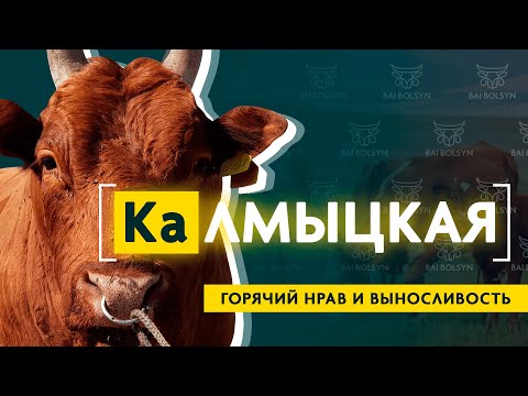 Видео: Калмыцкая порода КРС — самый выносливый скот для Казахстана? История, содержание, где купить?