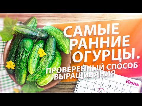 Видео: КАК ВЫРАСТИТЬ РАННИЕ ОГУРЦЫ? ПРОВЕРЕННЫЙ СПОСОБ. ТЕПЛАЯ ГРЯДКА ИЗ НАВОЗА