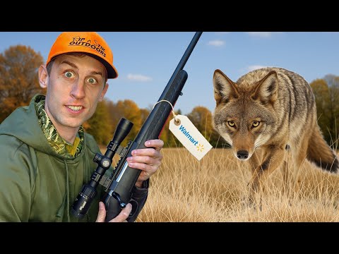 Видео: Охота на койотов с самой дешевой винтовкой от Walmart!