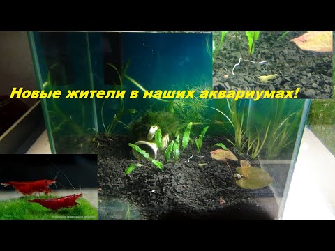 Видео: Креветка жёлтый неон и кровавая мэри