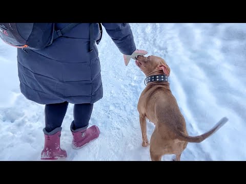 Видео: Люди прячут перчатки, когда видят Джину Поиск сигареты. Собака разбила хозяина..На лыжах с питбулем