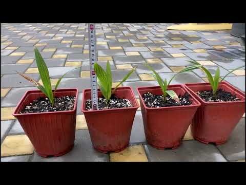 Видео: Обзор сеянцев Армавирского Трахикарпуса, от моих подписчиков!