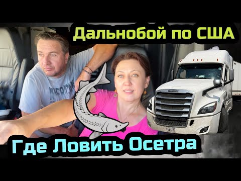 Видео: Где ловить Осетра в Канаде и США// нашли потеряшку пса на трак стопе// Дальнобой по США