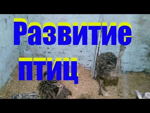 Видео: Страусы у Сельхозпеределкина, контрольный вес, рацион и зимовка /  ostriches development