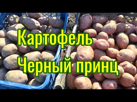 Видео: Сбор урожая картофеля Черный принц и Розовая принцесса.
