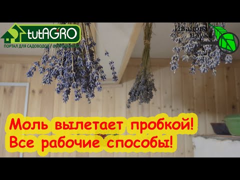Видео: МОЛЬ УЛЕТИТ ПРОЧЬ! Все рабочие способы борьбы с пищевой и платяной молью в квартире.