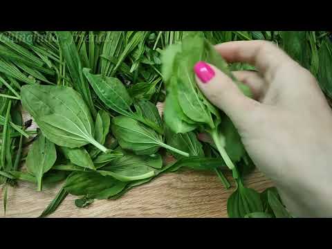 Видео: Разнотравье для шиншилл #6