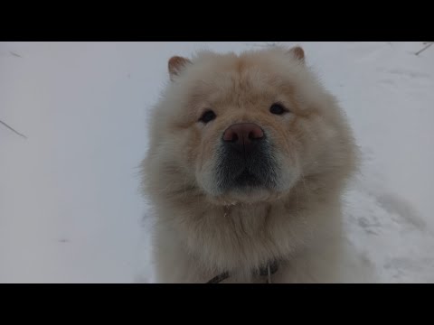 Видео: Повторяем команды на прогулке