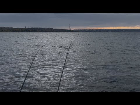 Видео: ЛОВЛЯ ПЛОТВЫ ОСЕНЬЮ НА ДНЕПРЕ.