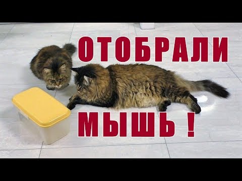 Видео: У котов отобрали мышь