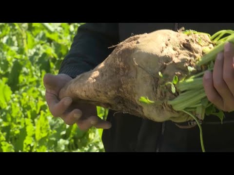 Видео: Уборка сахарной свёклы стартовала в области Жетісу