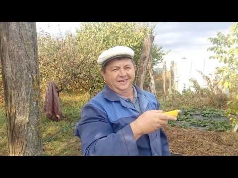 Видео: Посадка клубники поздней осенью