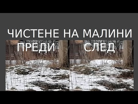 Видео: Чистене на малини