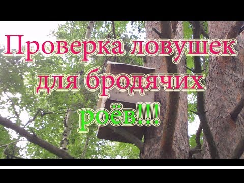 Видео: ПРОВЕРКА ЛОВУШЕК для бродячих роёв.СУПЕР ОТЛИЧНЫЙ УЛОВ!!! Beekeeping🔥🔥🔥.