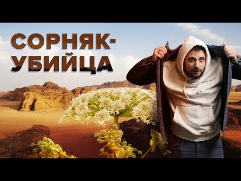 Видео: Борщевик захватывает Планету | Опасное растение — Сортировочная