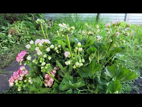 Видео: Герань НИКОГДА еще так не цвела, ДЕЛАЮ так в мае с геранью и цветет все лето