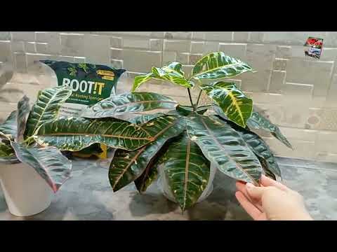 Видео: КАК ОБРЕЗАТЬ ВЗРОСЛЫЙ КРОТОН на несколько частей. Укоренение  в воде. Кротоны Rheedi и  Red Banana.