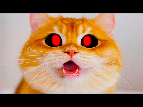 Видео: КОТ EXE