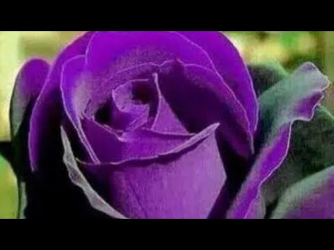Видео: БАЗАЛЬНЫЕ ПОБЕГИ У РОЗ КОРМИТЕ ТАК!