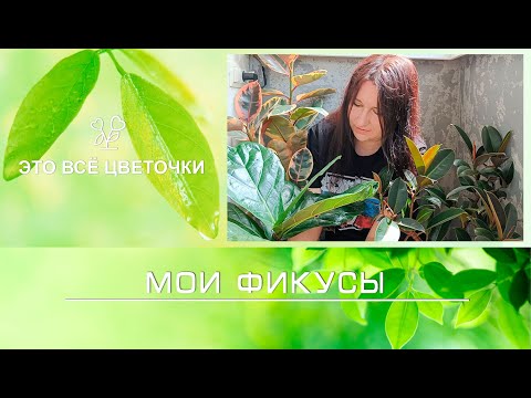 Видео: Мои фикусы