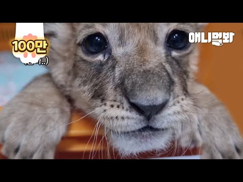 Видео: День четвертый Львята впервые выходят на улицу