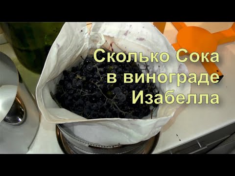 Видео: ✅ Сколько сока в ведре винограда Изабелла.