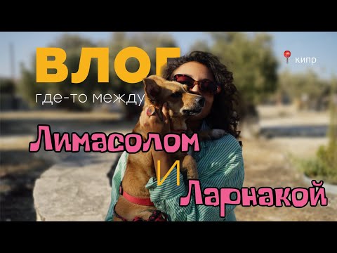 Видео: впервые на веган - фестивале 🥦 Влог из солнечного Кипра | Vegan Fam