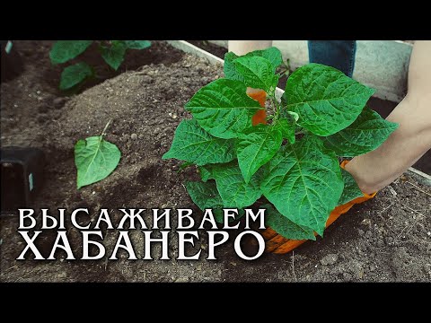Видео: Высаживаем рассаду перца Хабанеро. Сезон 2022.