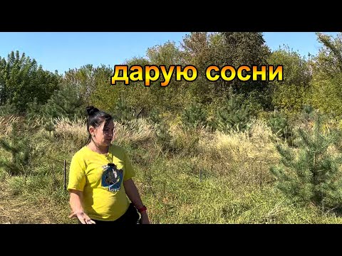 Видео: Ліс у дворі чи городина? Дарую сосни, забирайте