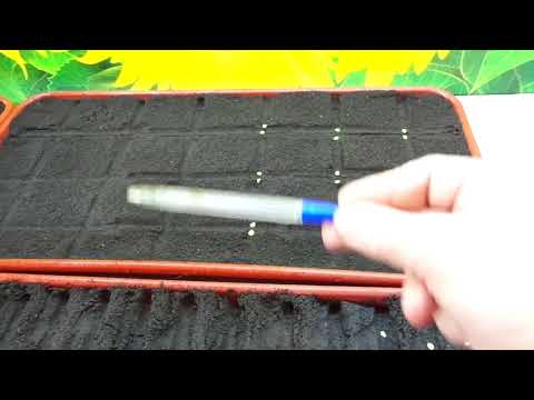 Видео: УЧИМСЯ СЕЯТЬ ПЕРЕЦ ПРАВИЛЬНО. Ольга Чернова.