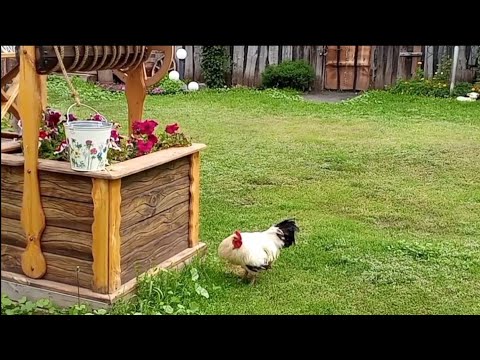 Видео: Russia 2024 🇷🇺 Как же в Деревне Хорошо!