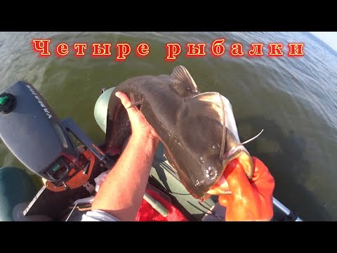 Видео: #рыбалканасома На квок. Четыре рыбалки - результат стабильный!