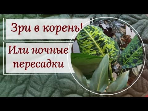 Видео: Ночные пересадки. Диффенбахия Рефлектор, Аглая Аркадьевна, Призрак и еще кое- кто. 😉