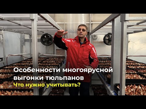 Видео: Особенности многоярусной выгонки тюльпанов. Что нужно учитывать?