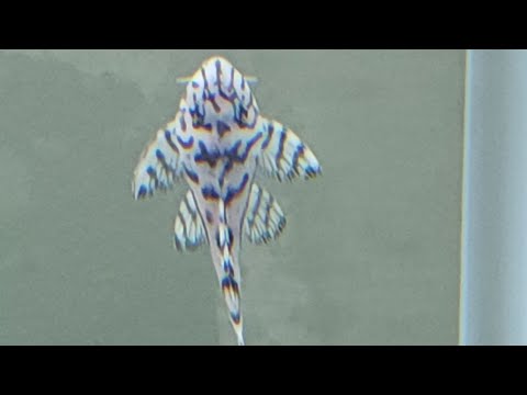 Видео: Экскурсия по рыбным местам наших групп разведения плеко