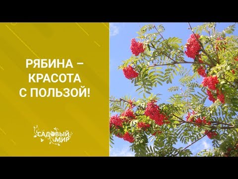 Видео: Рябина красная - это вкусно и полезно. Сорт сладкой рябины для заготовок.