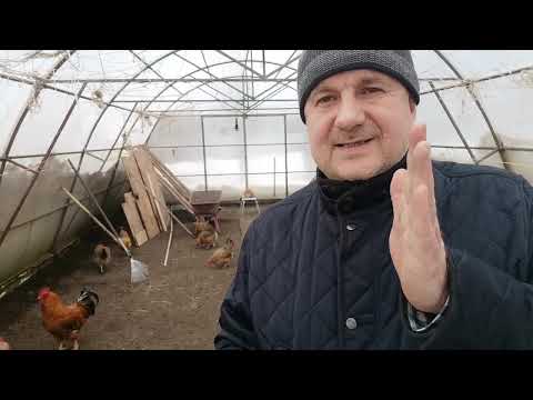 Видео: Не ошибитесь С ДАТОЙ ПОСАДКИ ПЕРЦА! Пересадка рассады РАВНА высадки её на постоянное место!