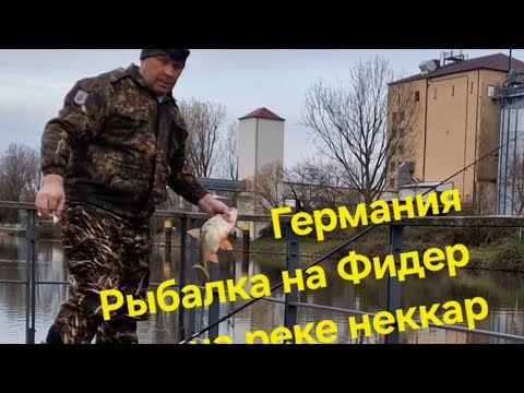 Видео: рыбалка в Германии на фидер с берега река Неккар .