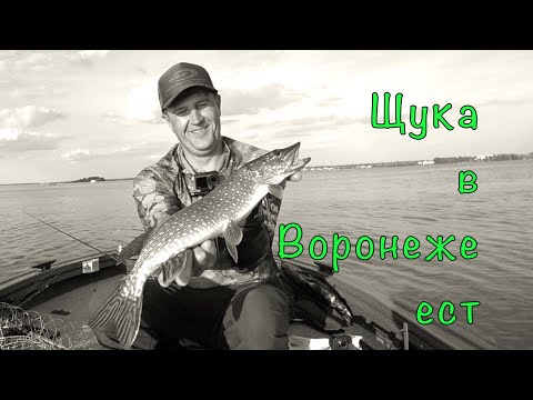 Видео: О ЧЕМ ГОВОРЯТ БЛОГЕРЫ. Рыбалка с хорошим человеком.